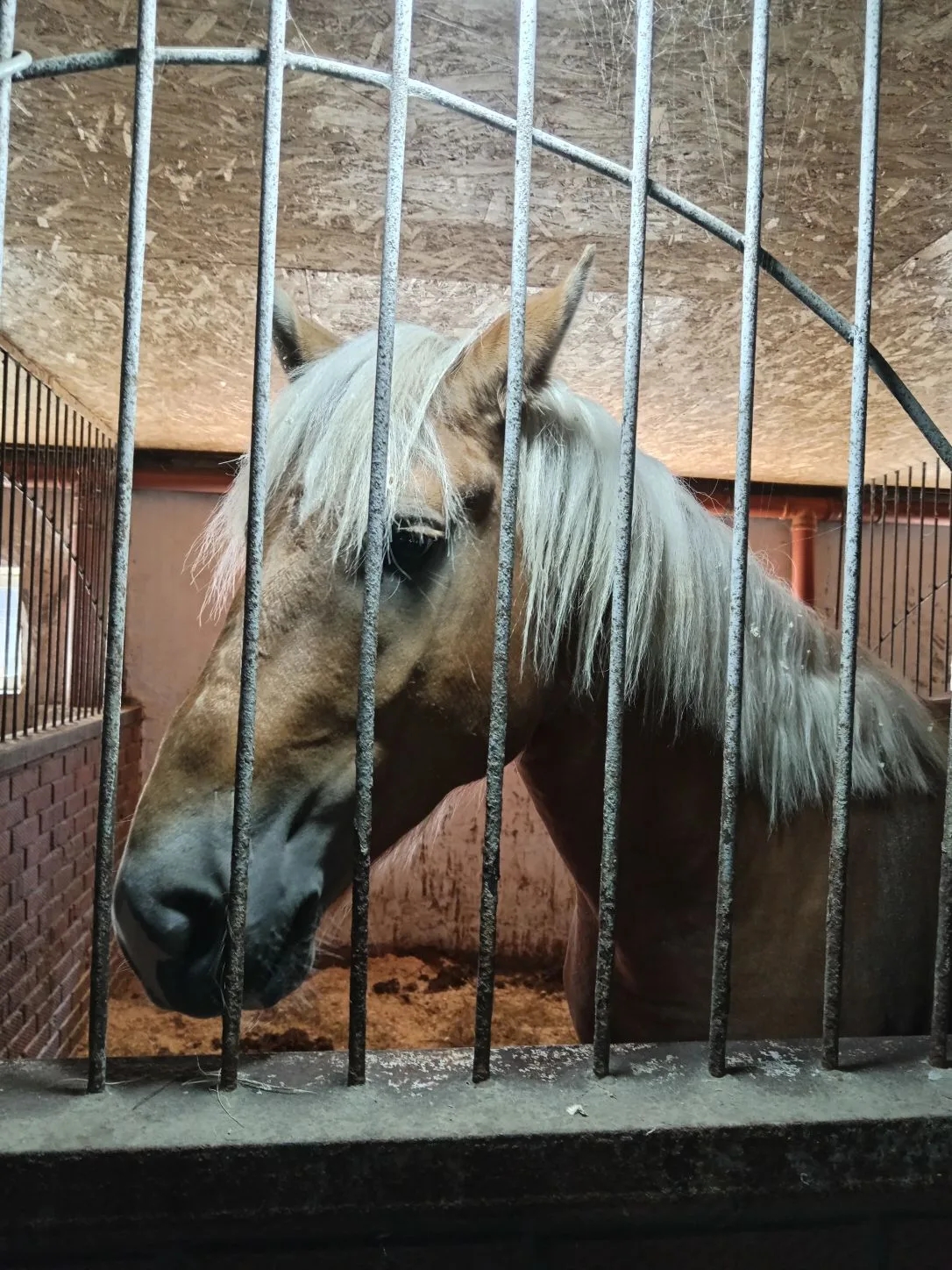 Экскурсия в конном клубе Sirius.